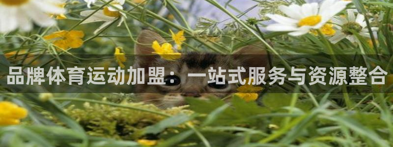 品牌体育运动加盟：一站式服务与资源整合